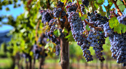 意大利Sannio摘得“2019歐洲葡萄酒之都”稱(chēng)號(hào)