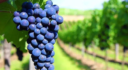 低調的歌海娜，我來為你正名！