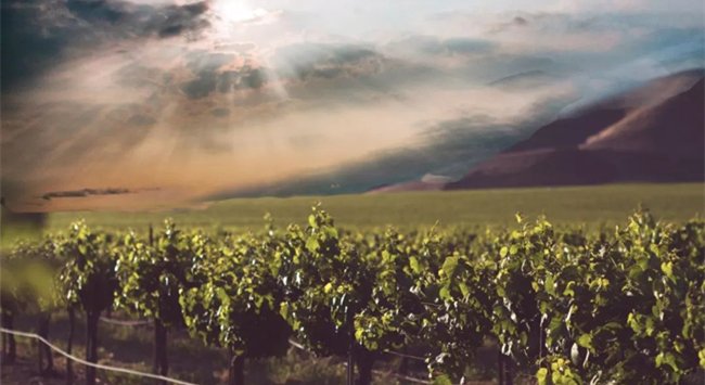 巴西葡萄酒產區(qū)